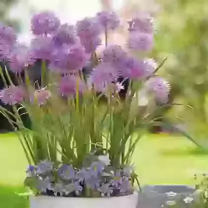 Allium & Anemone Blanda Collection
